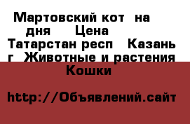 Мартовский кот. на 2-3 дня.  › Цена ­ 1 000 - Татарстан респ., Казань г. Животные и растения » Кошки   